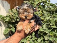 morkie yorkshire