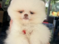 Kusursuz Karbeyaz Mavi Gözlü Pomeranian Boo
