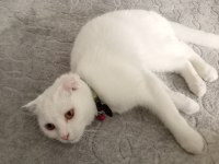 Uygun puanı british shorthair kızımız 11 aylık dişi