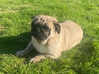 2.5 yaşında sağlıklı bir dişi pug köpeği