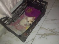 Pinscher köpeğimiz