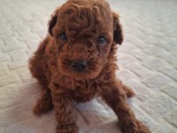 RED BROWN TOY POODLE YAVRULAR