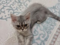 British longhair