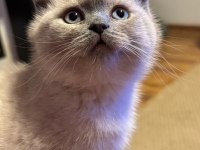 Blue point british shorthair