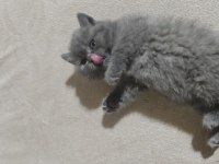 Minik british shorthair kız