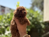 Orjinal kore toy Poodle bebekler son 2 erkek kaldı