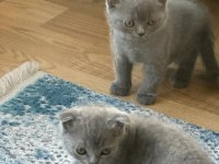 Orjinal Scottish Fold ve British Shorthair 4 Yavru