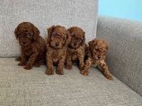 Kendi kızımın poodle bebekleri