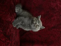 Cüce british shorthair bebek yeni yuvasına gitmeye hazır