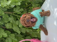 POODLE YAVRULAR YENİ YUVASINI BEKLİYOR