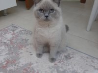 british kızımızı eşyalarıyla sahiplendiriyoruz