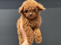 Ankaranın yasal ruhsatlı çiftliğinden toy poodle