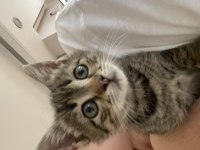Ücretsiz tekir kedi sahiplenme
