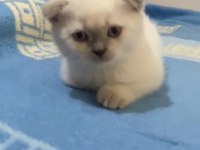 Scottish fold blue point dişi