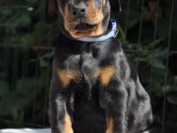A Şecereli Doberman Yavrular