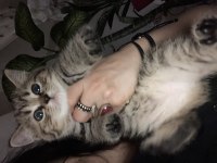 British silver shorthair ve british tabby black golden
