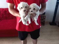 A Kalite maltipoo bebeklerimiz