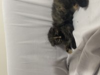 British longhair kırması