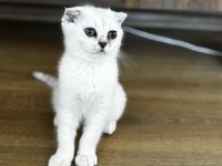 ANNE BABA ŞECERELİ BEBEK KEDİLER