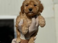 Maltipoo Yavrularımızı Canlı Görerek Alabilirsiniz