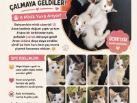 8 UYSAL YAVRU KEDİMİZ