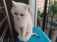 1 Çift British Shorthair