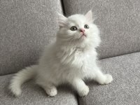 Kar Beyazı British Longhair Yavrum