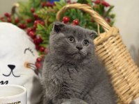 Dişi scottish fold bebeklerimiz