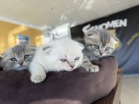 KEDİ DÜNYASINDAN RENK RENK BRITISH YAVRULAR ANKARA