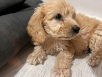 Maltipoo bebekler