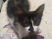 YALNIZ KALAN SMOKİN KIZ KEDİMİZ YUVA ARIYOR