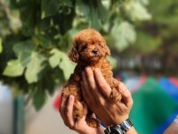 Poodle ailemize katılmak istemezmisiniz