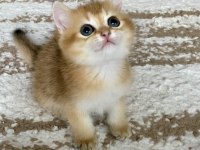 Safkan British Shorthair Golden Erkek Yavru