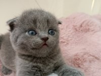 Gri scottish fold miniğe yuva