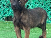 Sağlam kanattı sağlıklı malinois yavrular