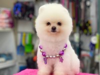 Pomeranian bebekleri