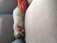 2 aylık sevimli oyuncu maltipoo ceku