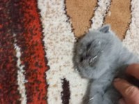Scottish fold kedilerin yeni yuvalarını arıyoruz