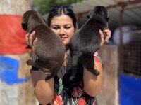 Çikolata Labrador yavrularım