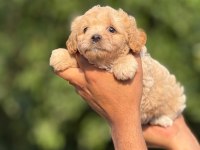 Premıum Maltıpoo Bebekler