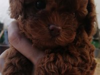 Teddy face toy poodle