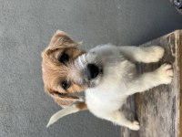 Şecereli jack russell terrier erkek