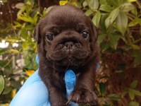 A KALİTE SIFIR BURUN GÜL KUYRUK PUG BEBEKLER
