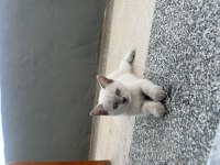 Erkek ve dişi karışık kendi kedilerim
