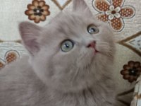BRİTİSH SHORTHAİR YAVRUMUZ