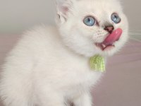 Bursa Scottish Straight Shorthair Old Eyes Bebekler