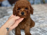 EFSANE TOY POODLE YAVRULARI 