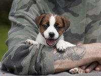 Fcı Şecereli Safkan Jack Russell Terrier Yavru