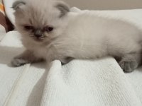 2 ayini doldurmuş yavrularımız scottish fold