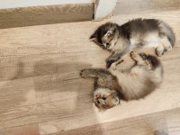 Scottish fold yavrularımızı sahiplendiriyoruz
